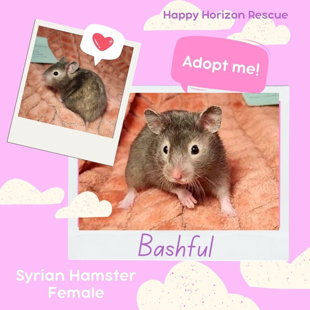 Seven Dwarfs Litter-Females, Adoptable, Baby Female Hamster.