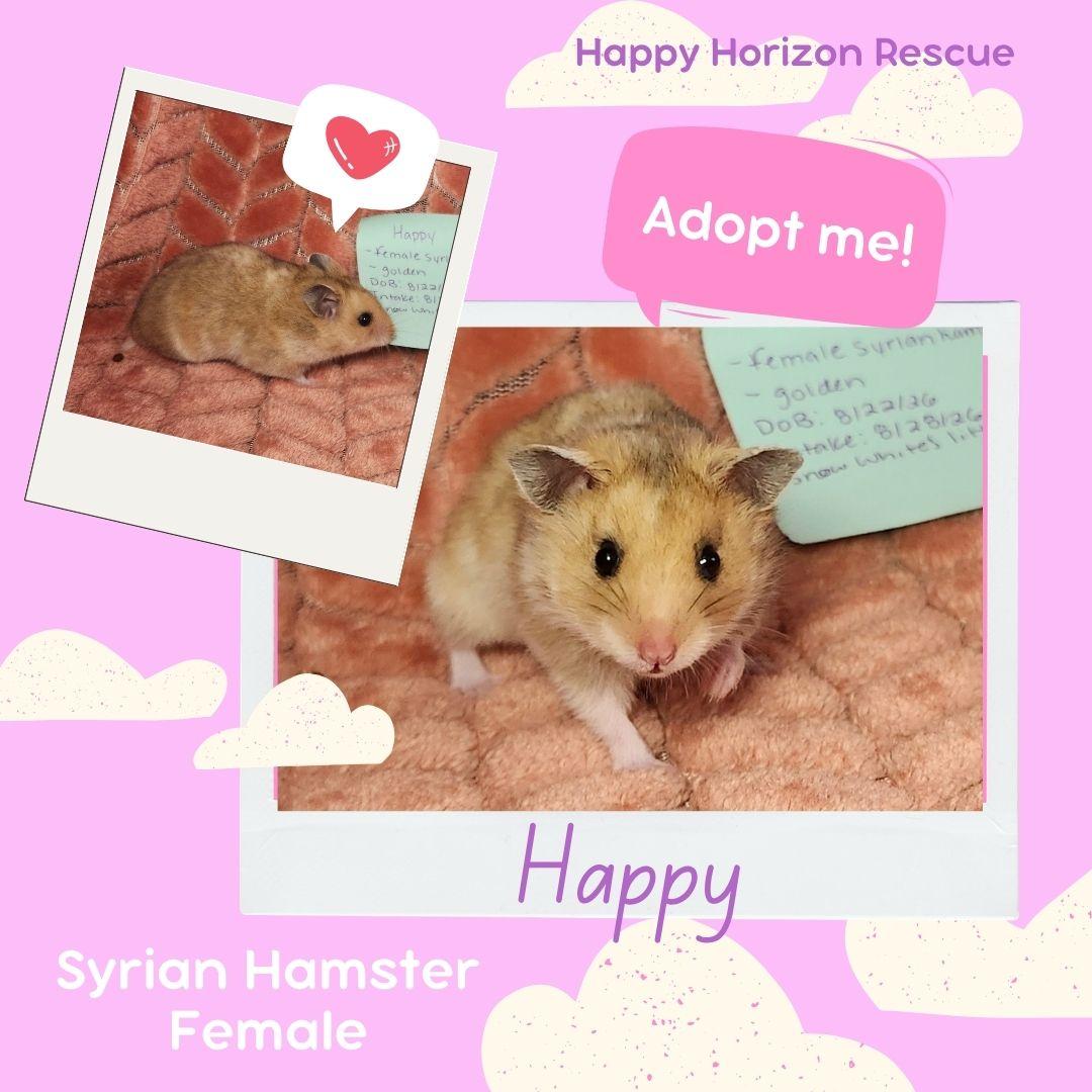 Enlarge Seven Dwarfs Litter-Females, a Adoptable Hamster in West Chester, OH image 2/3