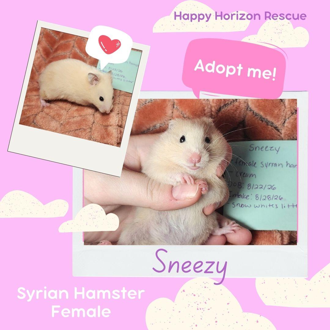 Enlarge Seven Dwarfs Litter-Females, a Adoptable Hamster in West Chester, OH image 3/3