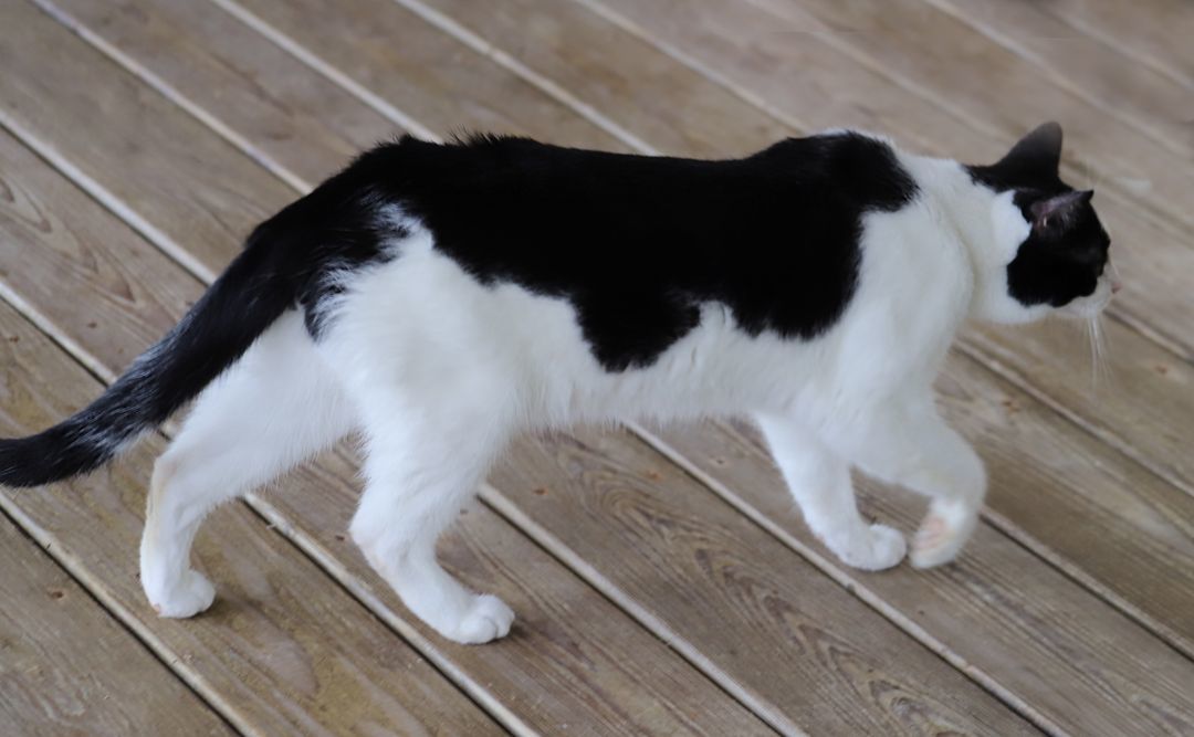 Jack Sparrow, a Adoptable mixed breed in North Fort Myers, FL image 2/6