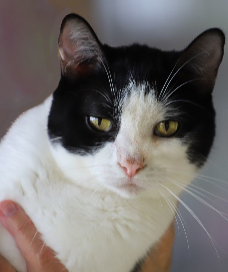 Jack Sparrow, a Adoptable mixed breed in North Fort Myers, FL image 3/6