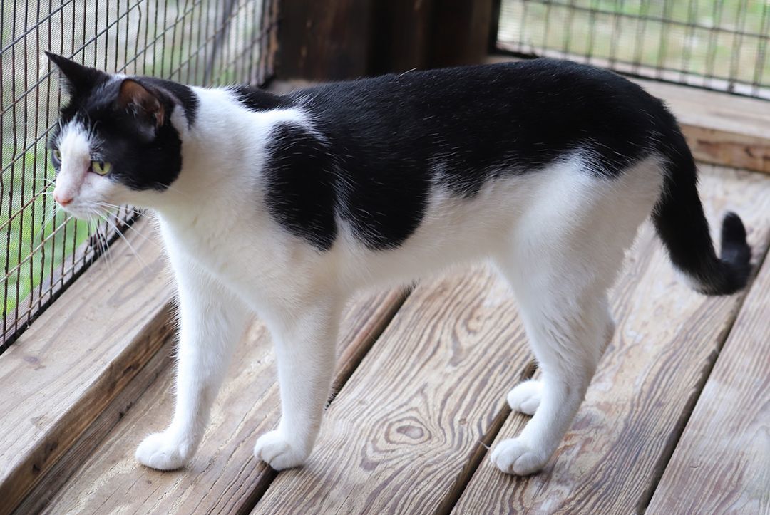 Jack Sparrow, a Adoptable mixed breed in North Fort Myers, FL image 4/6