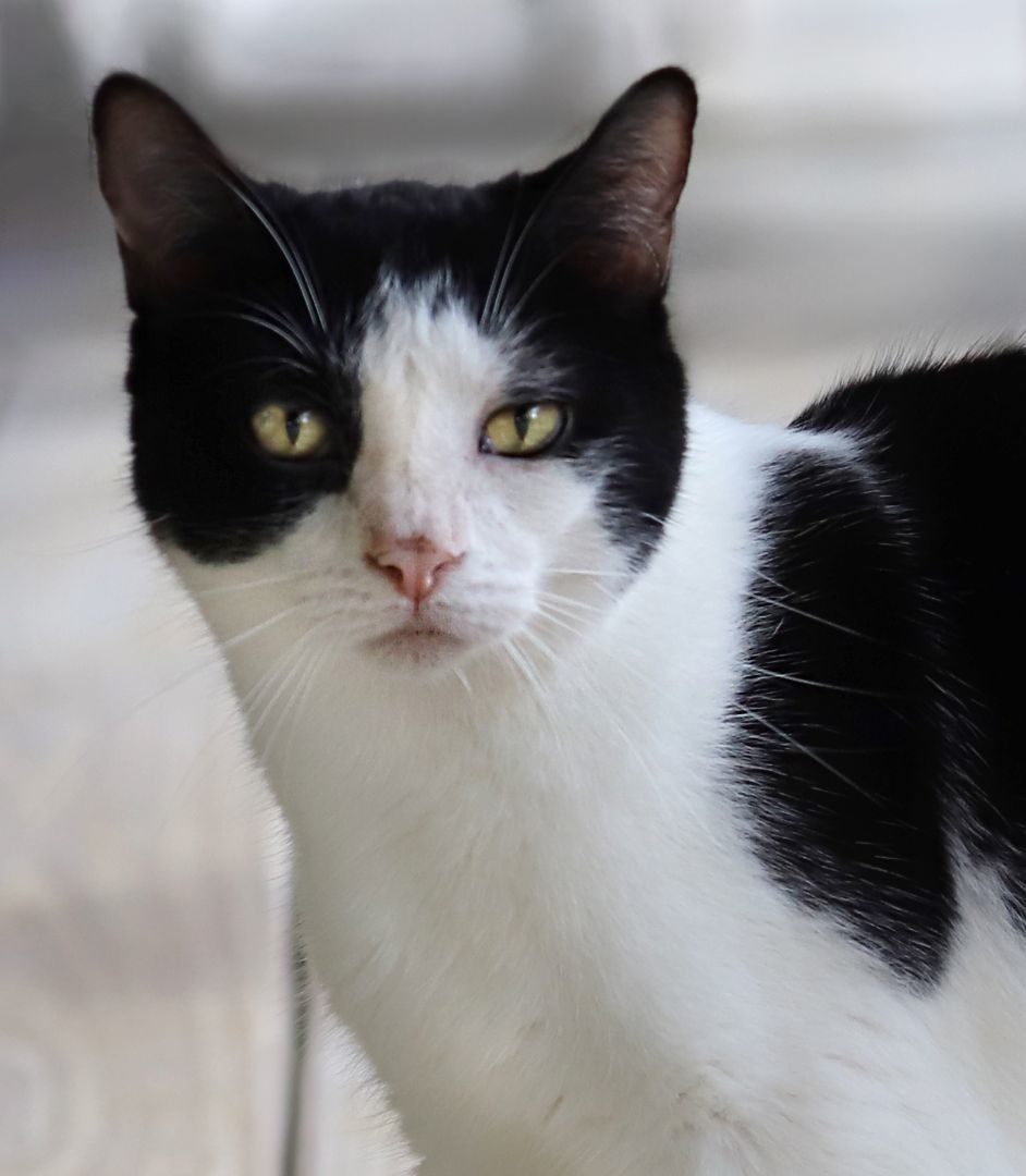 Jack Sparrow, a Adoptable mixed breed in North Fort Myers, FL image 5/6