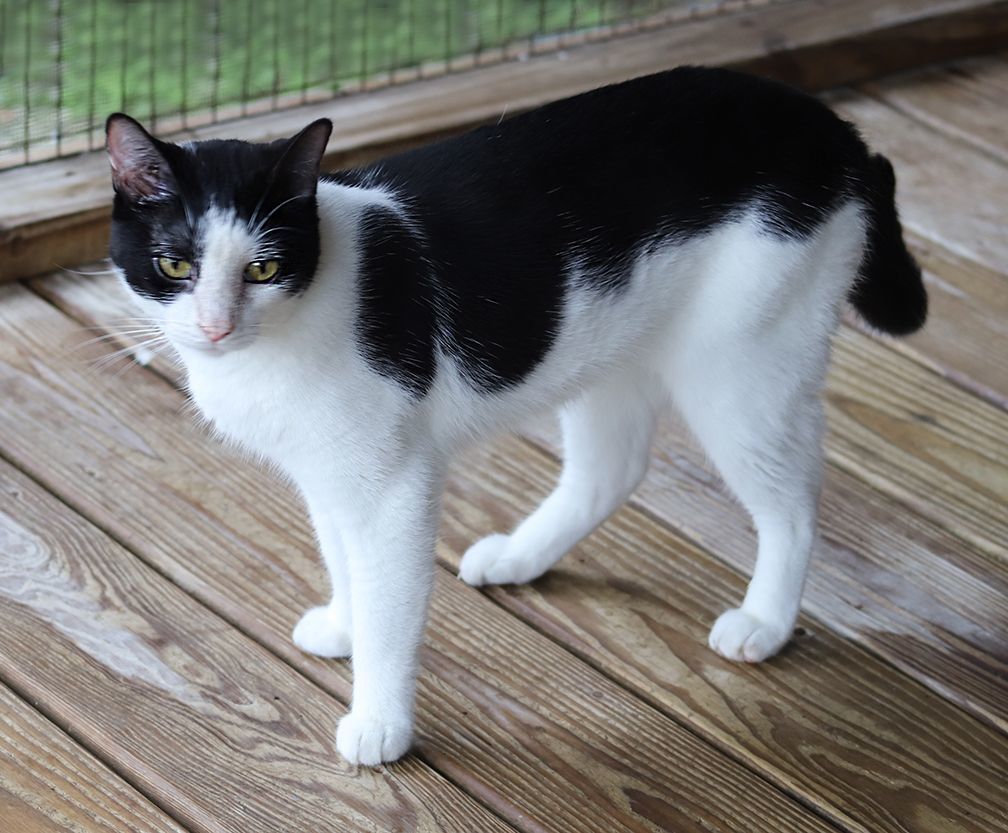Jack Sparrow, a Adoptable mixed breed in North Fort Myers, FL image 6/6
