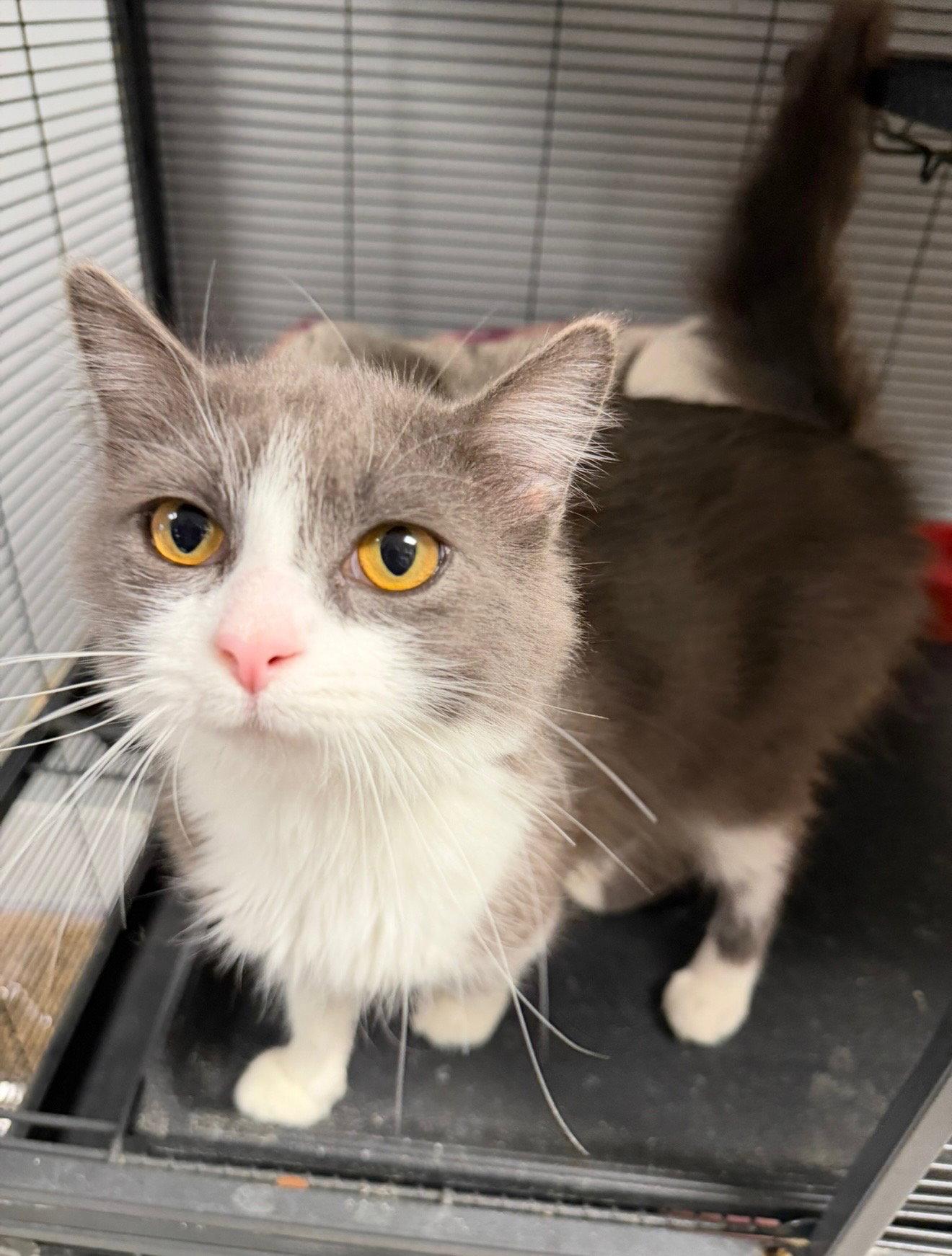 Enlarge Betty, a Adopted Domestic Medium Hair in Georgetown, KY image 1/3