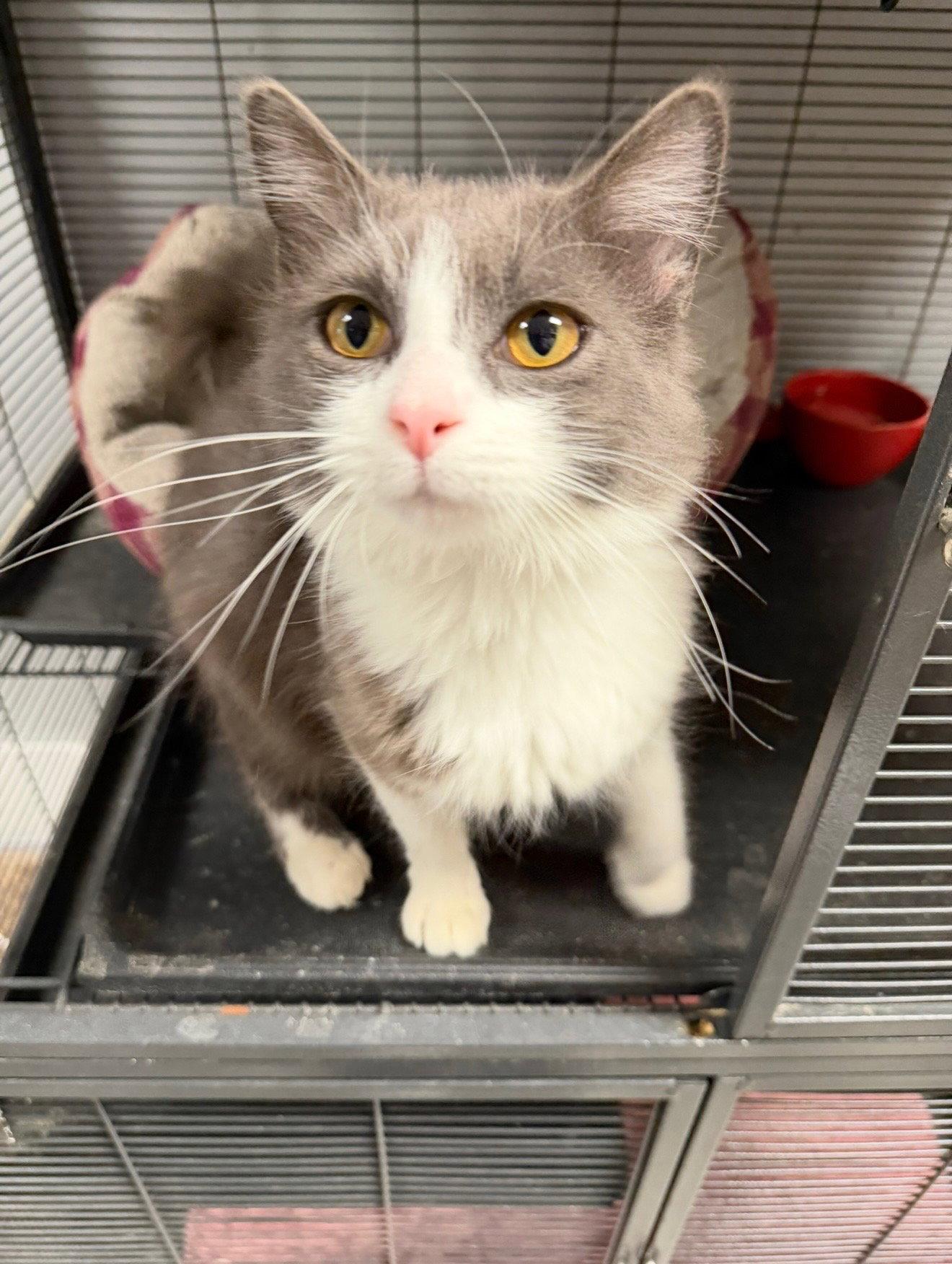 Enlarge Betty, a Adopted Domestic Medium Hair in Georgetown, KY image 2/3