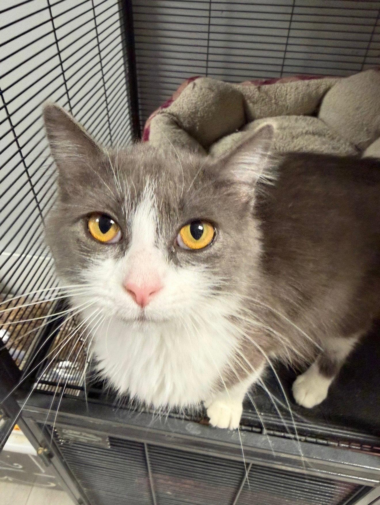 Enlarge Betty, a Adopted Domestic Medium Hair in Georgetown, KY image 3/3