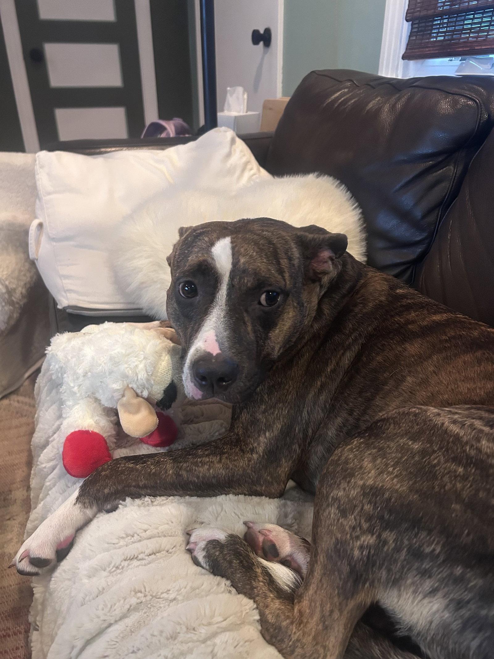 June, Adoptable, Adult Female Pit Bull Terrier.