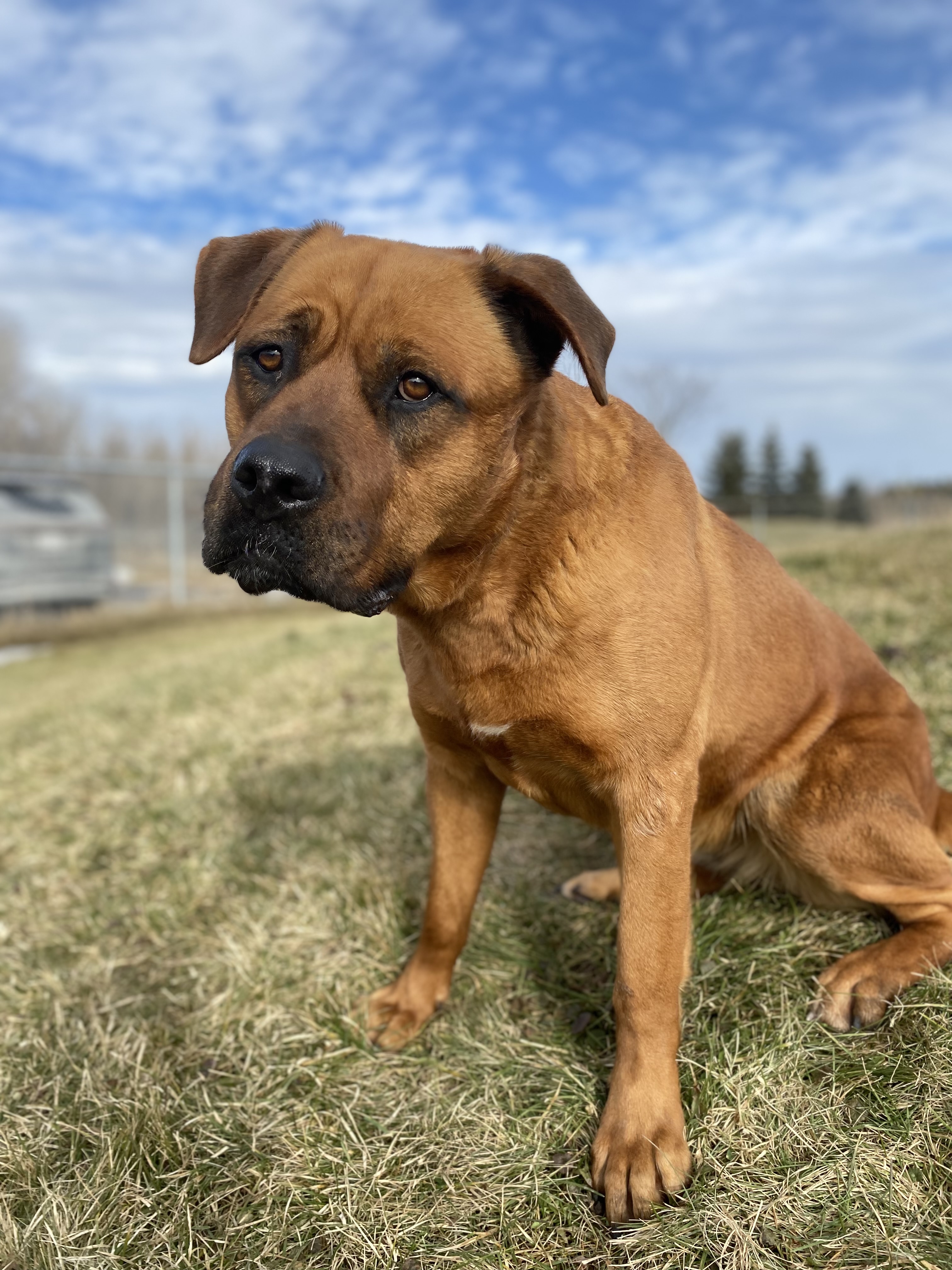 Wanda, a Adoptable Bullmastiff in Port Perry, ON image 1/3
