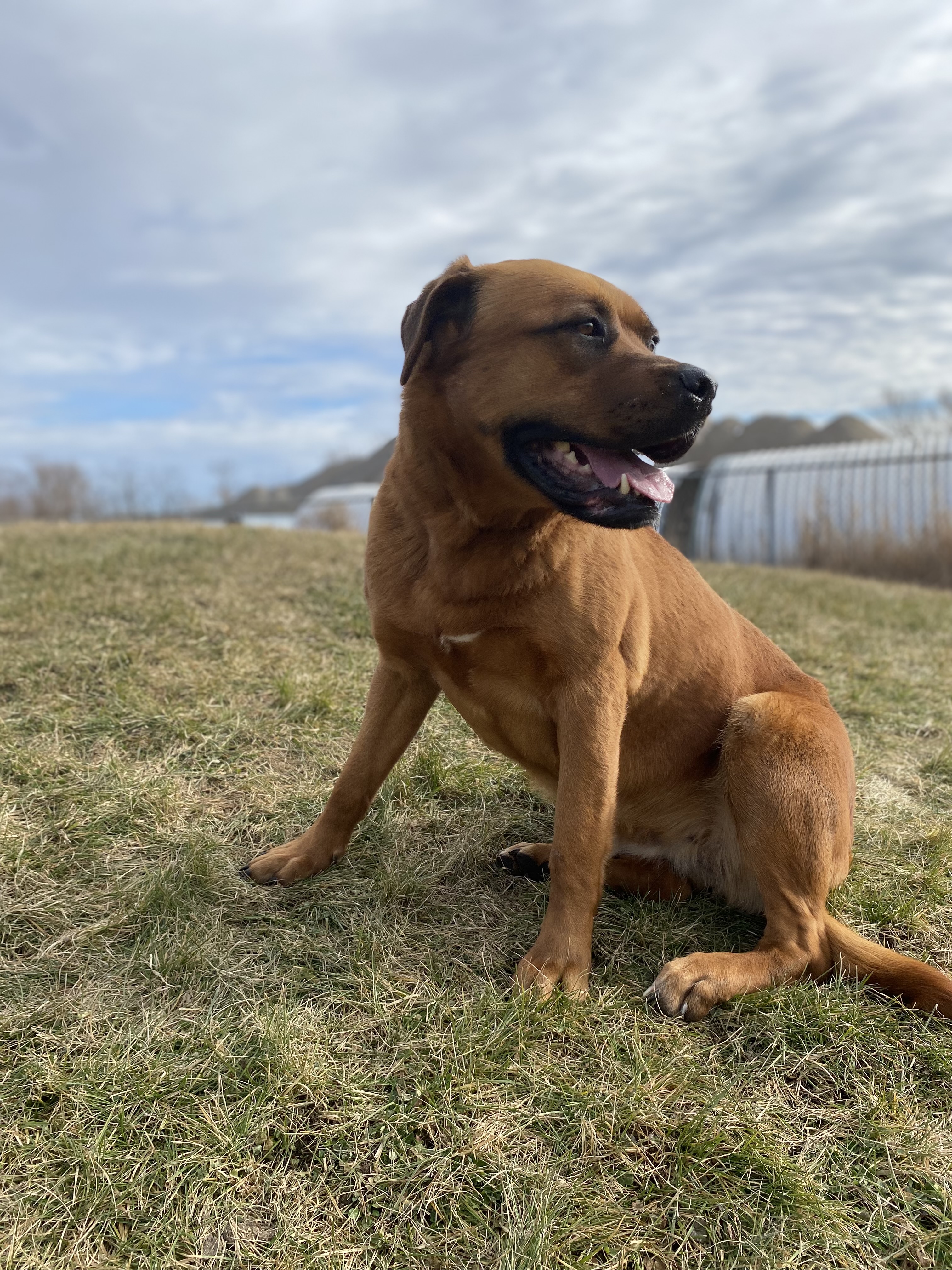 Wanda, a Adoptable Bullmastiff in Port Perry, ON image 2/3