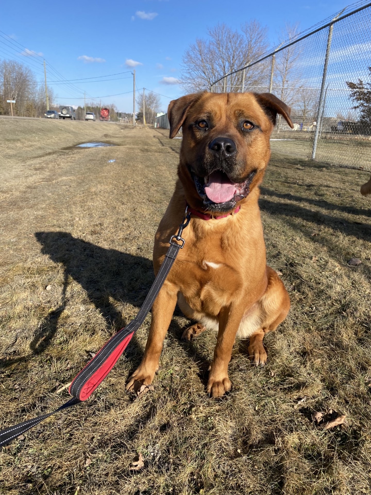 Wanda, a Adoptable Bullmastiff in Port Perry, ON image 3/3