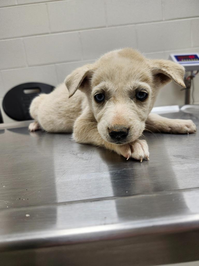 Enlarge Bird / Starling, a Adoptable mixed breed in Greeneville, TN image 1/2