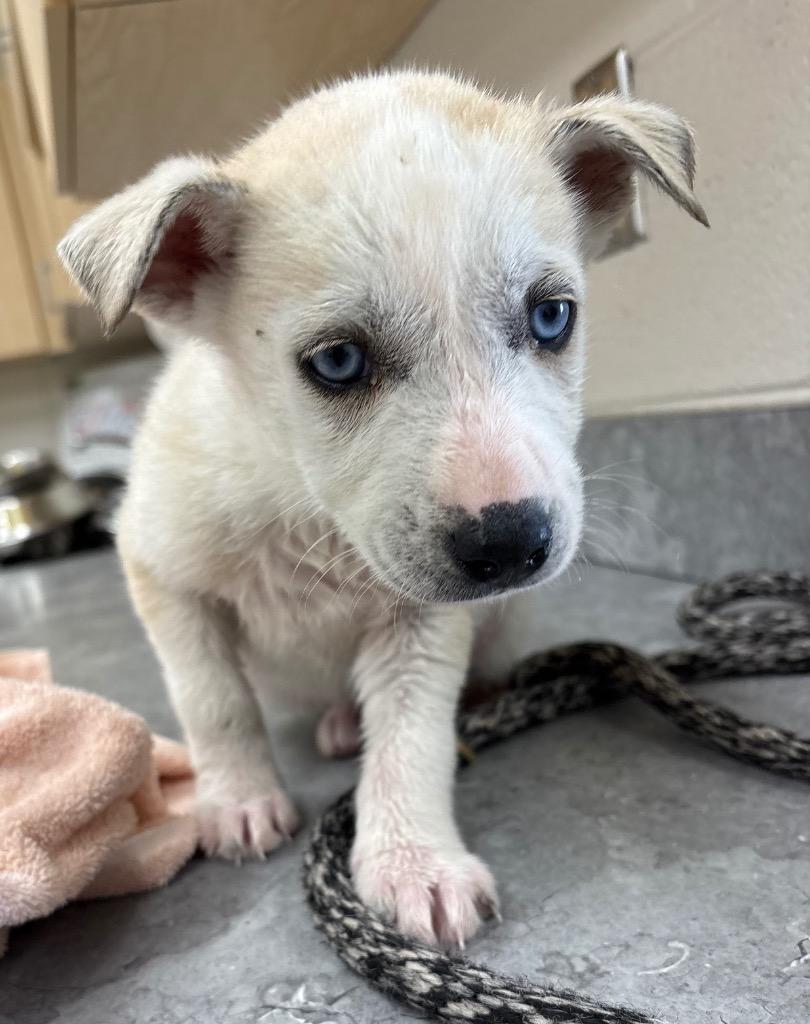 Enlarge Bird / Starling, a Adoptable mixed breed in Greeneville, TN image 2/2