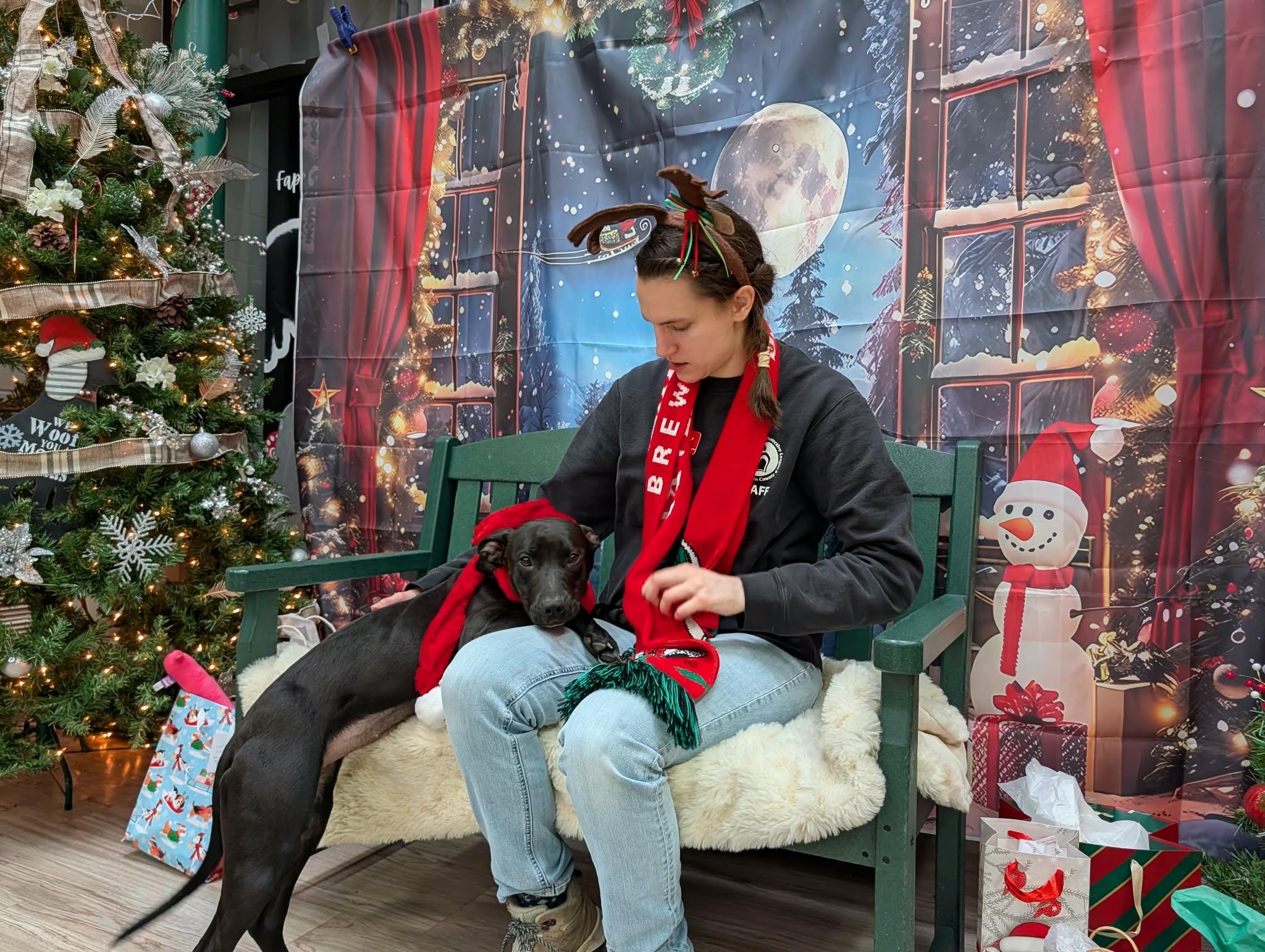 Enlarge Candra, an adopted mixed breed in Elyria, OH image 2/5