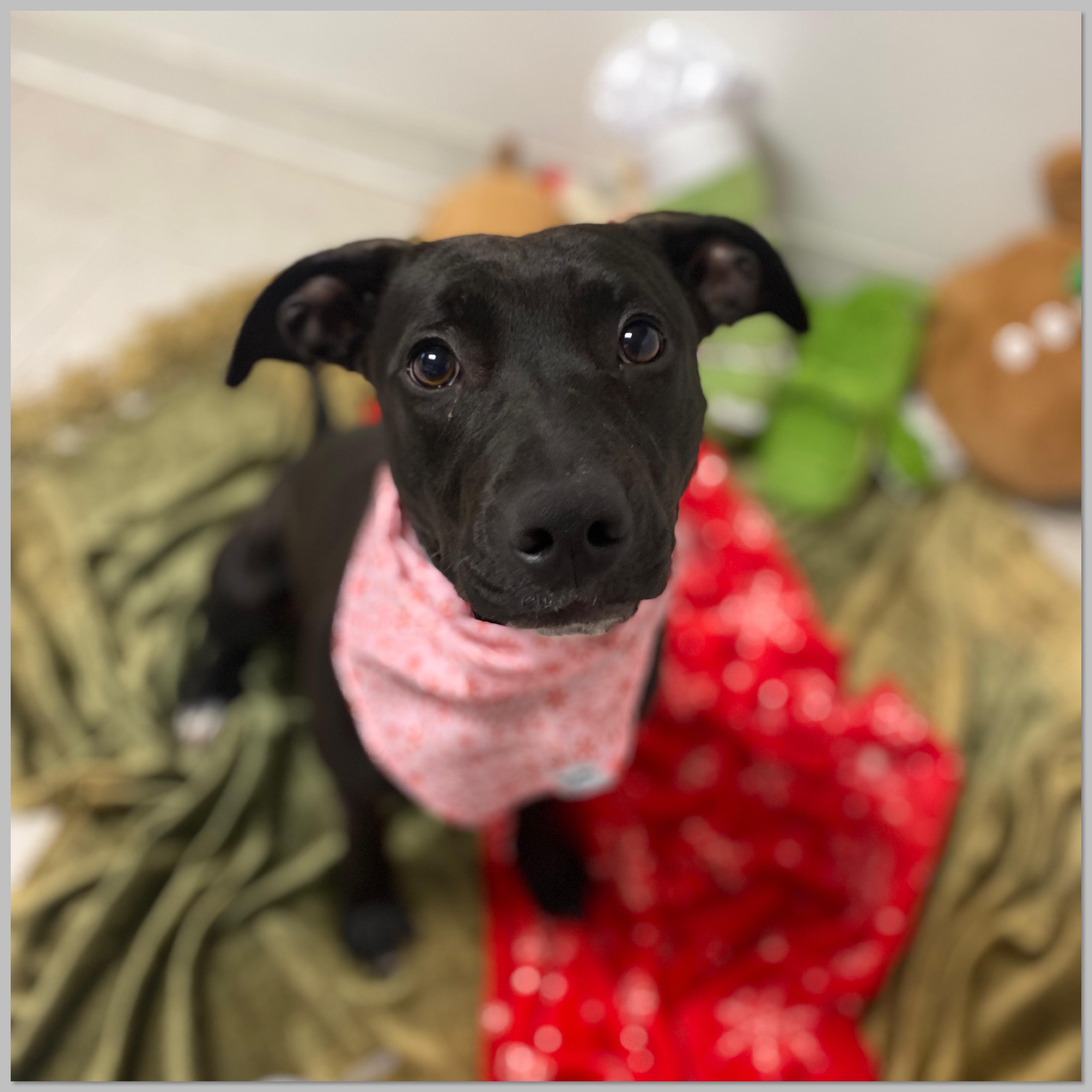 Enlarge Candra, an adopted mixed breed in Elyria, OH image 5/5