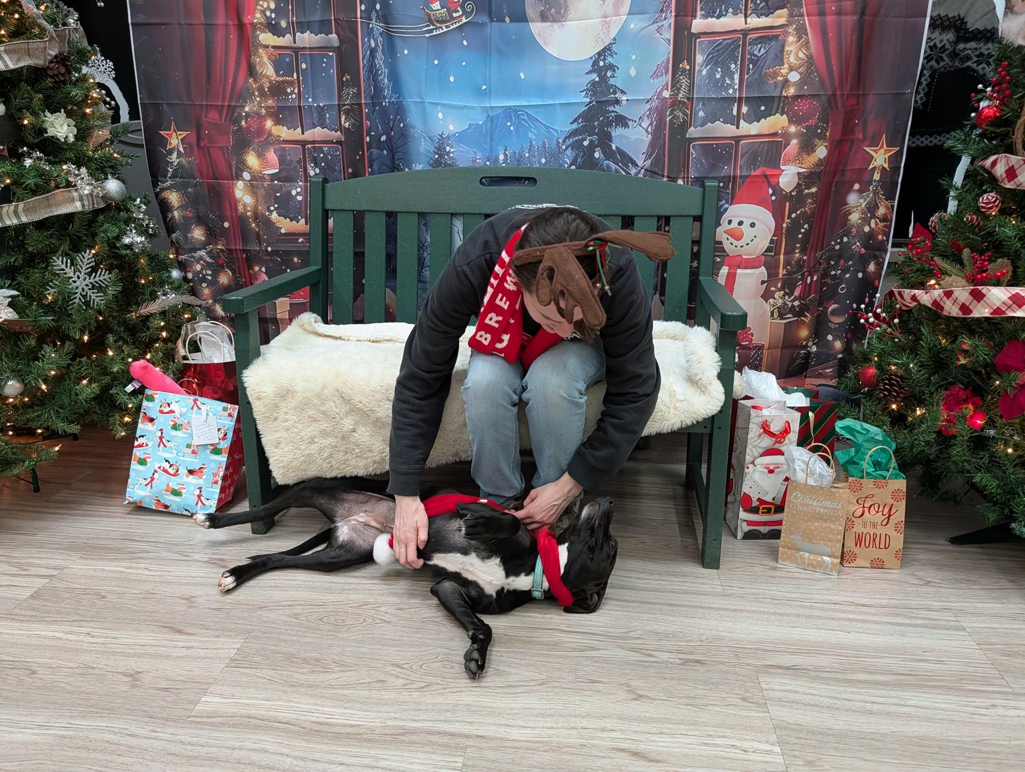 Enlarge Candra, an adopted mixed breed in Elyria, OH image 3/5