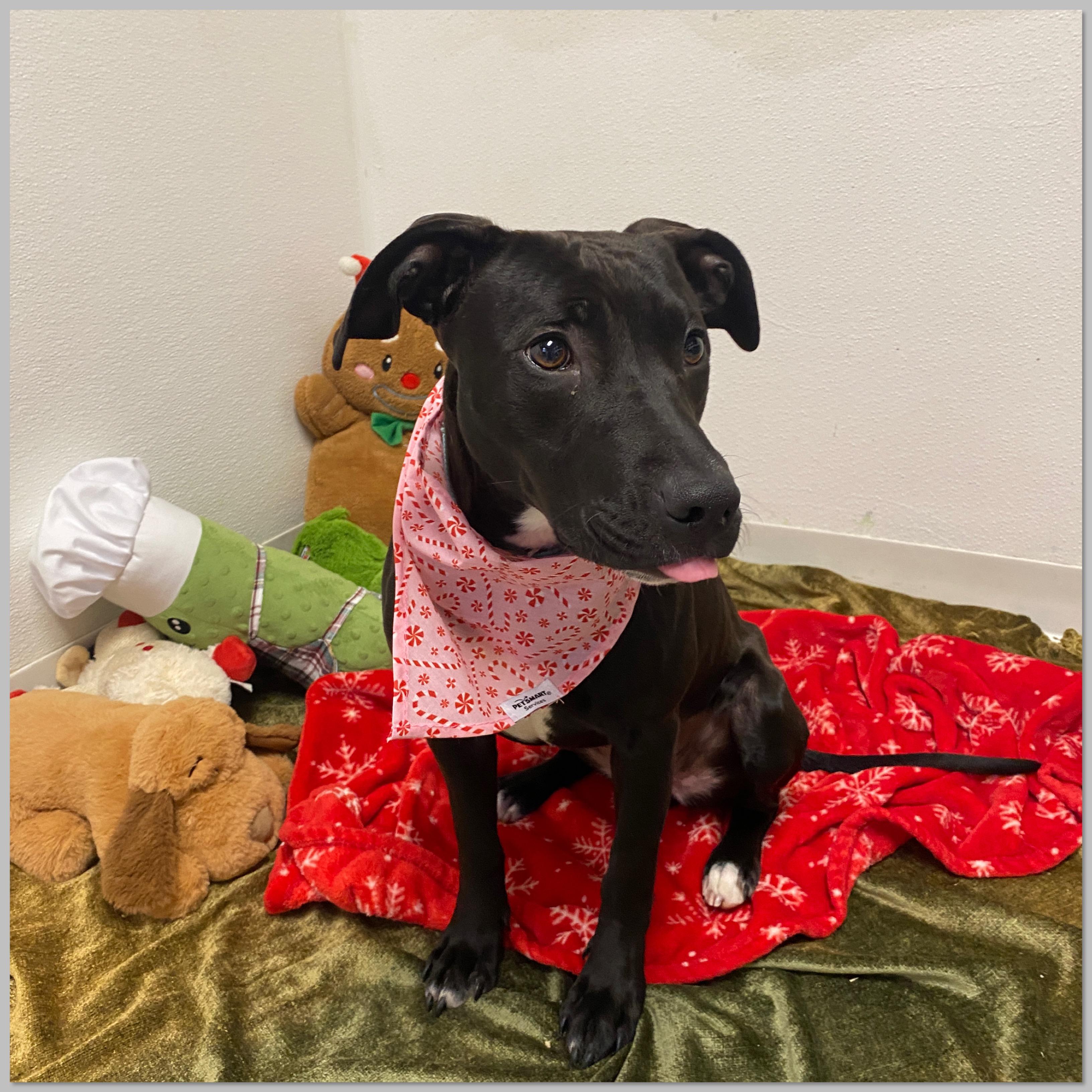 Enlarge Candra, an adopted mixed breed in Elyria, OH image 4/5