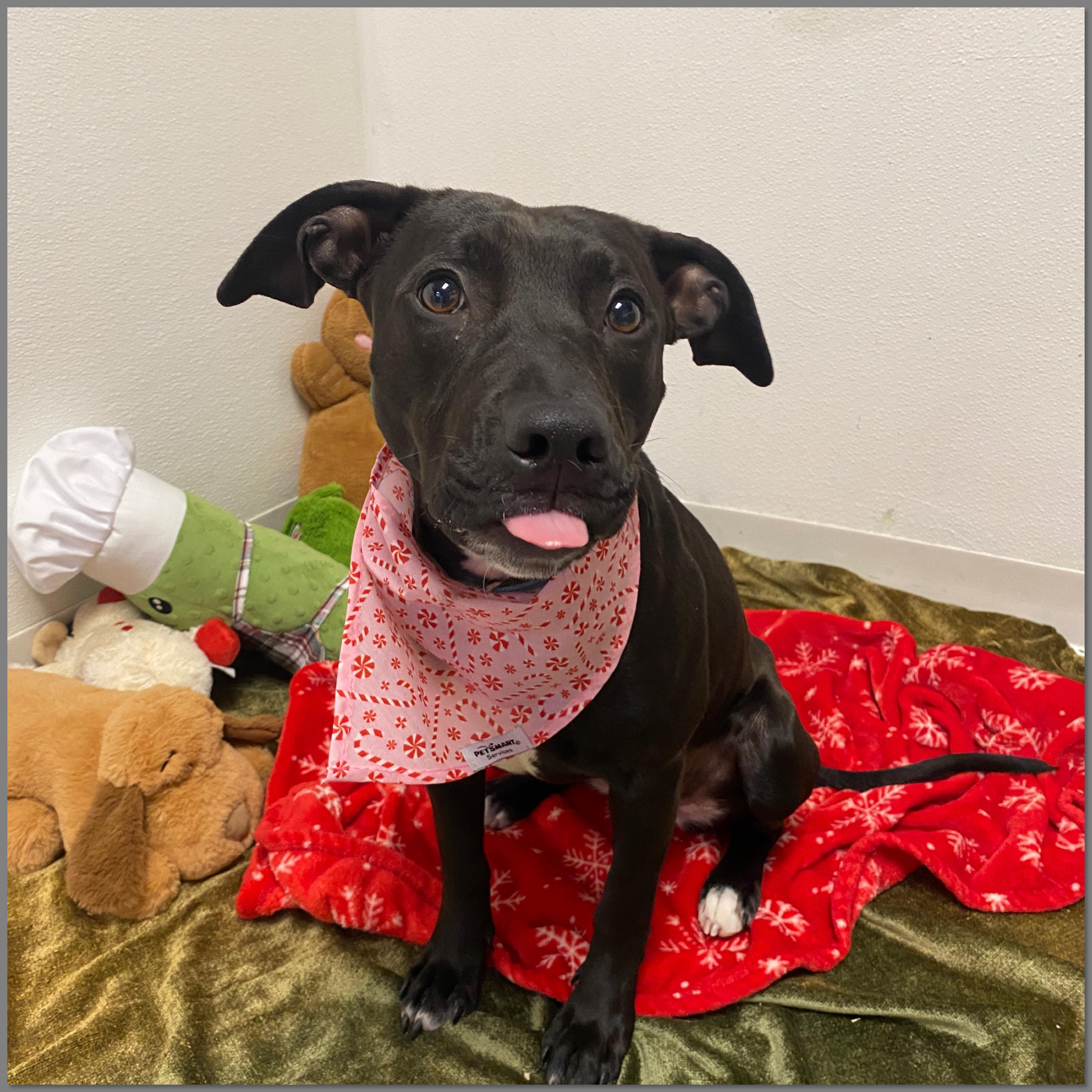 Enlarge Candra, an adopted mixed breed in Elyria, OH image 1/5