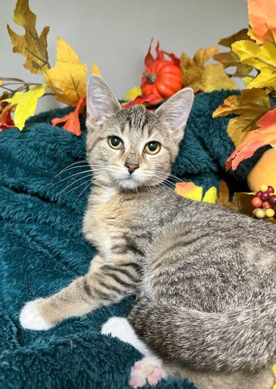 Jenna, Adopted, Young Female Domestic Short Hair.