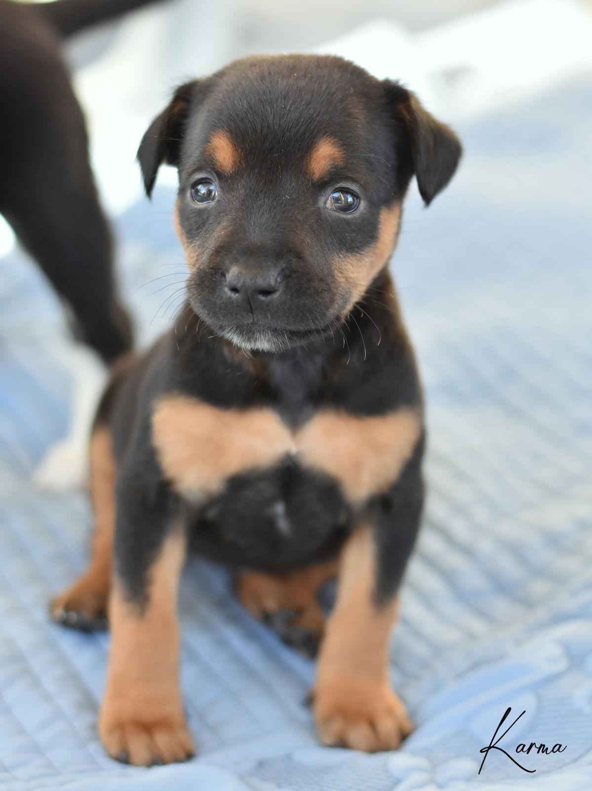 Enlarge Karma, a Adopted mixed breed in Montgomery, TX image 1/3