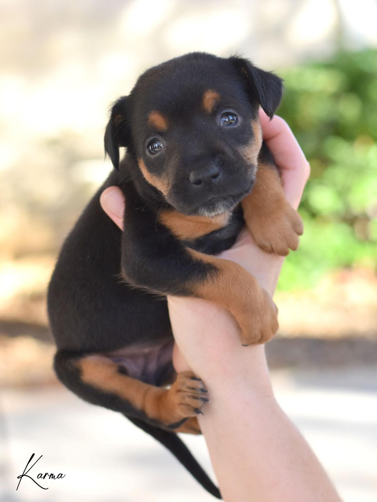 Enlarge Karma, a Adopted mixed breed in Montgomery, TX image 2/3