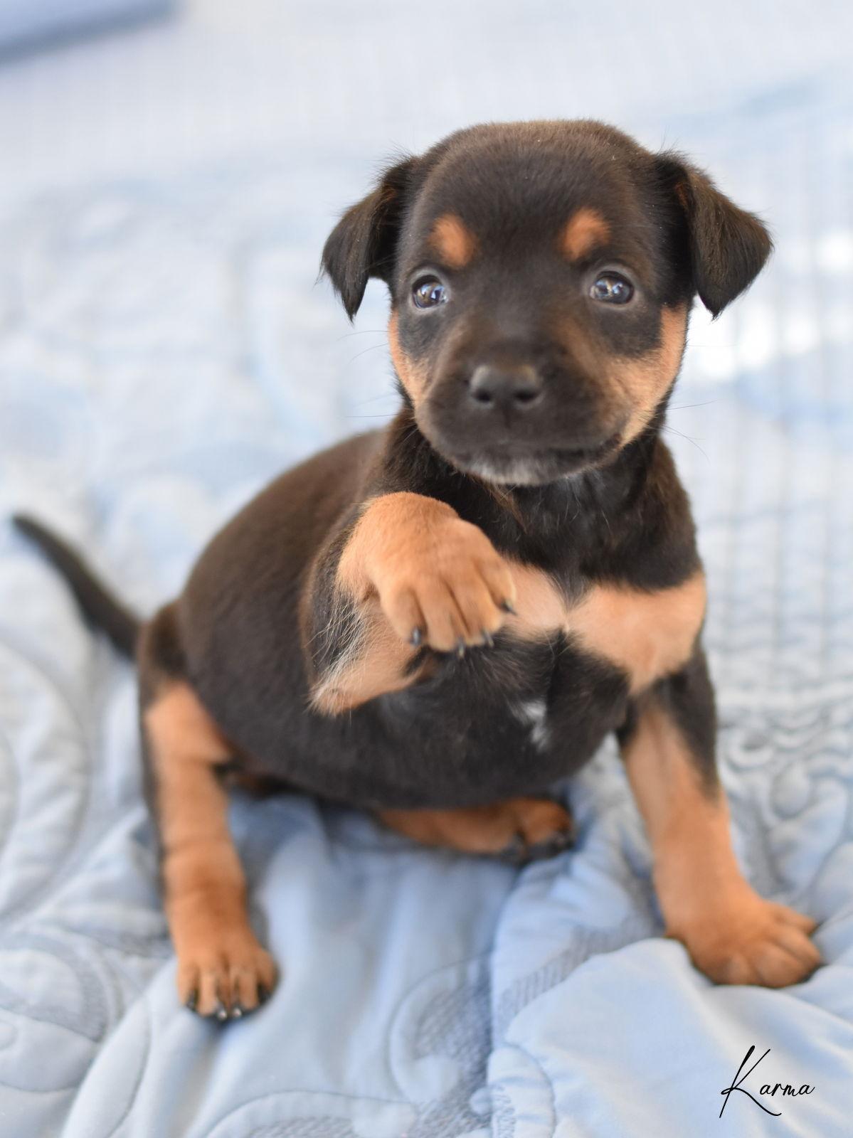 Enlarge Karma, a Adopted mixed breed in Montgomery, TX image 3/3