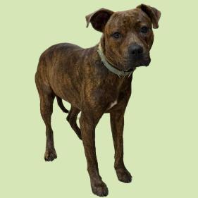 Enlarge Ammit, a Adoptable mixed breed in Tuscaloosa, AL image 1/1