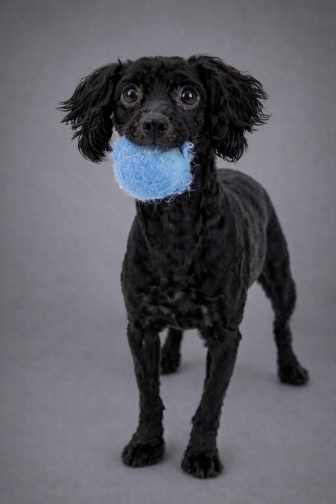 Enlarge William, a Adopted Poodle in Hardeeville, SC image 1/1