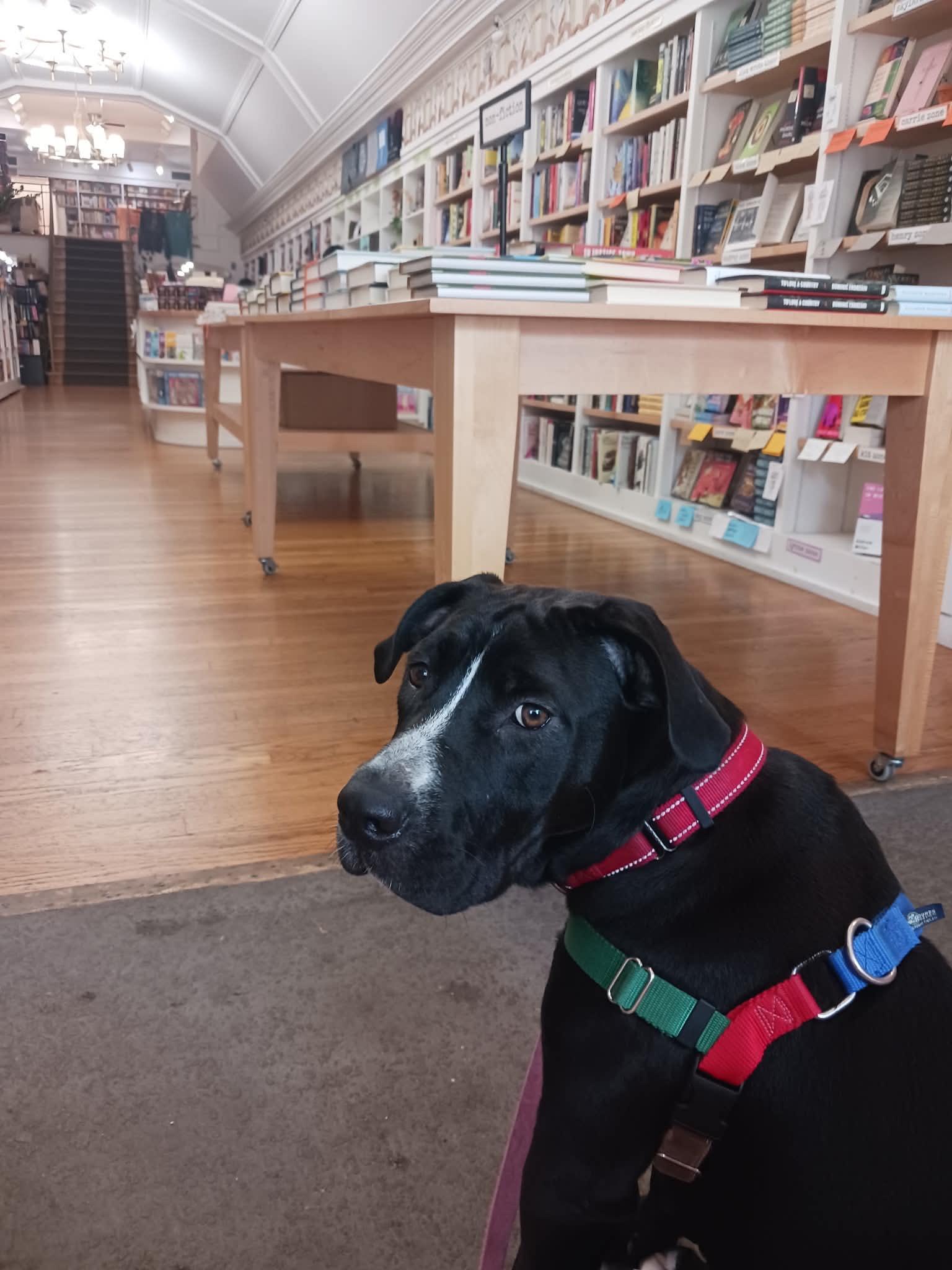 Enlarge Priscilla, a Adoptable mixed breed in Columbia, MO image 2/6