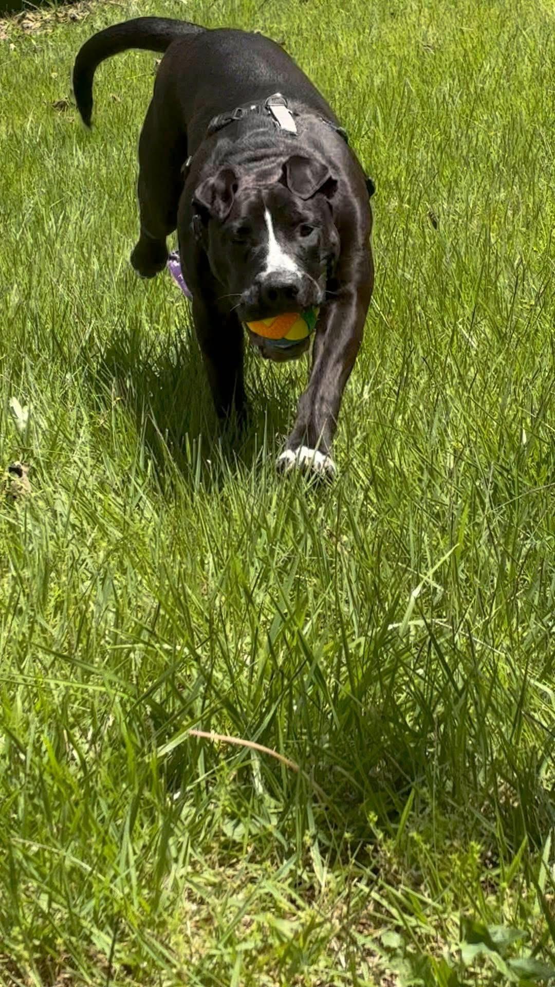 Priscilla, a ADOPTABLE mixed breed in Columbia, MO image 4/5