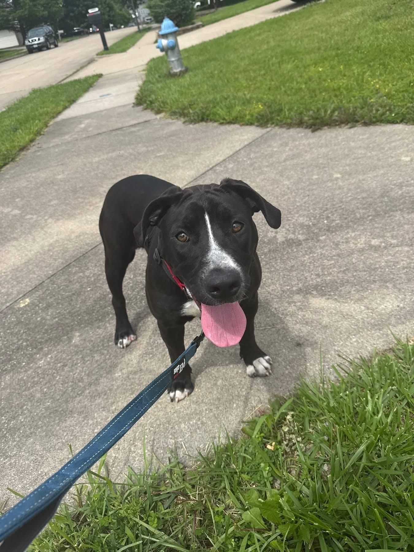 Priscilla, a ADOPTABLE mixed breed in Columbia, MO image 3/5