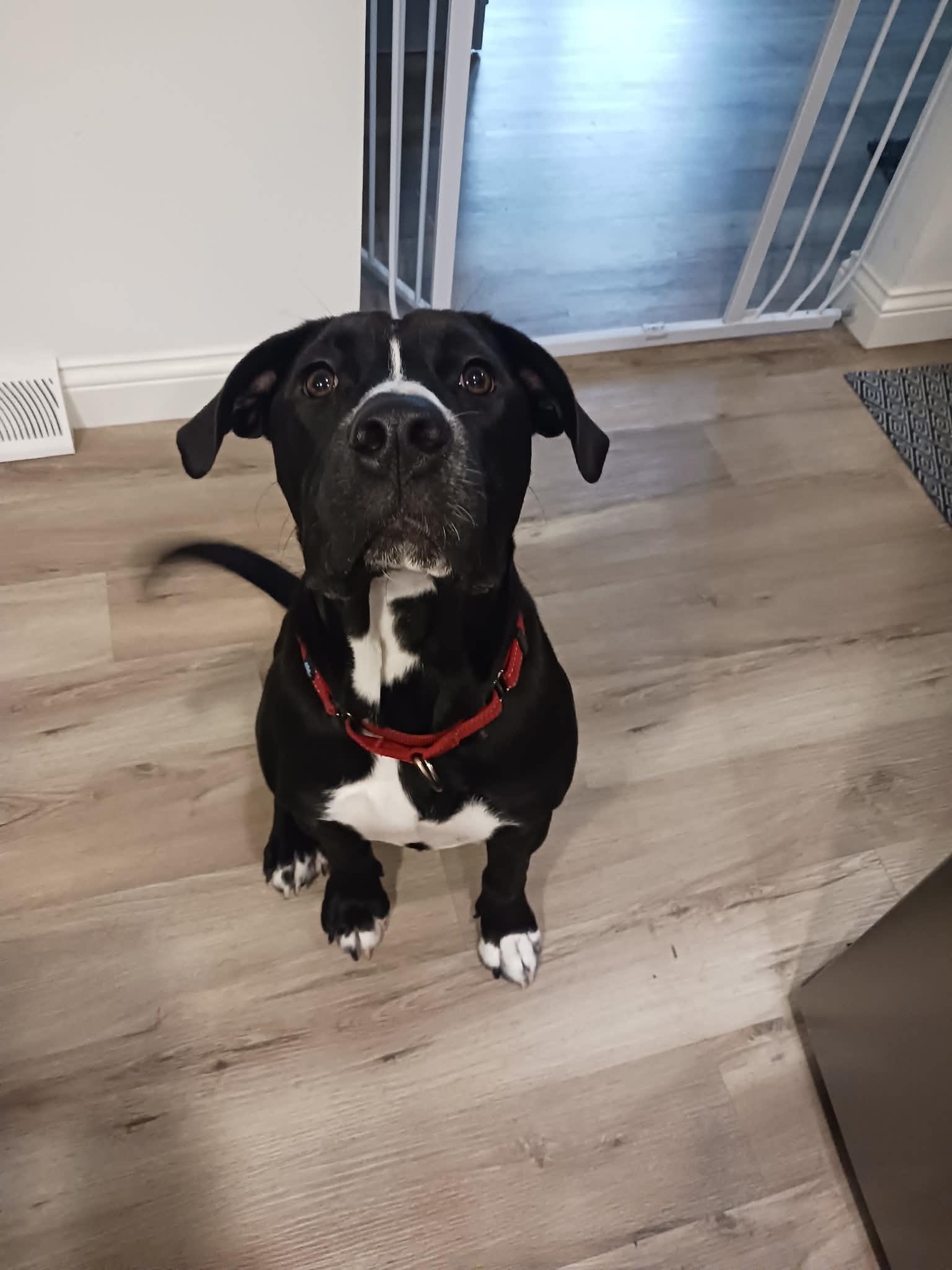 Enlarge Priscilla, a Adoptable mixed breed in Columbia, MO image 5/6