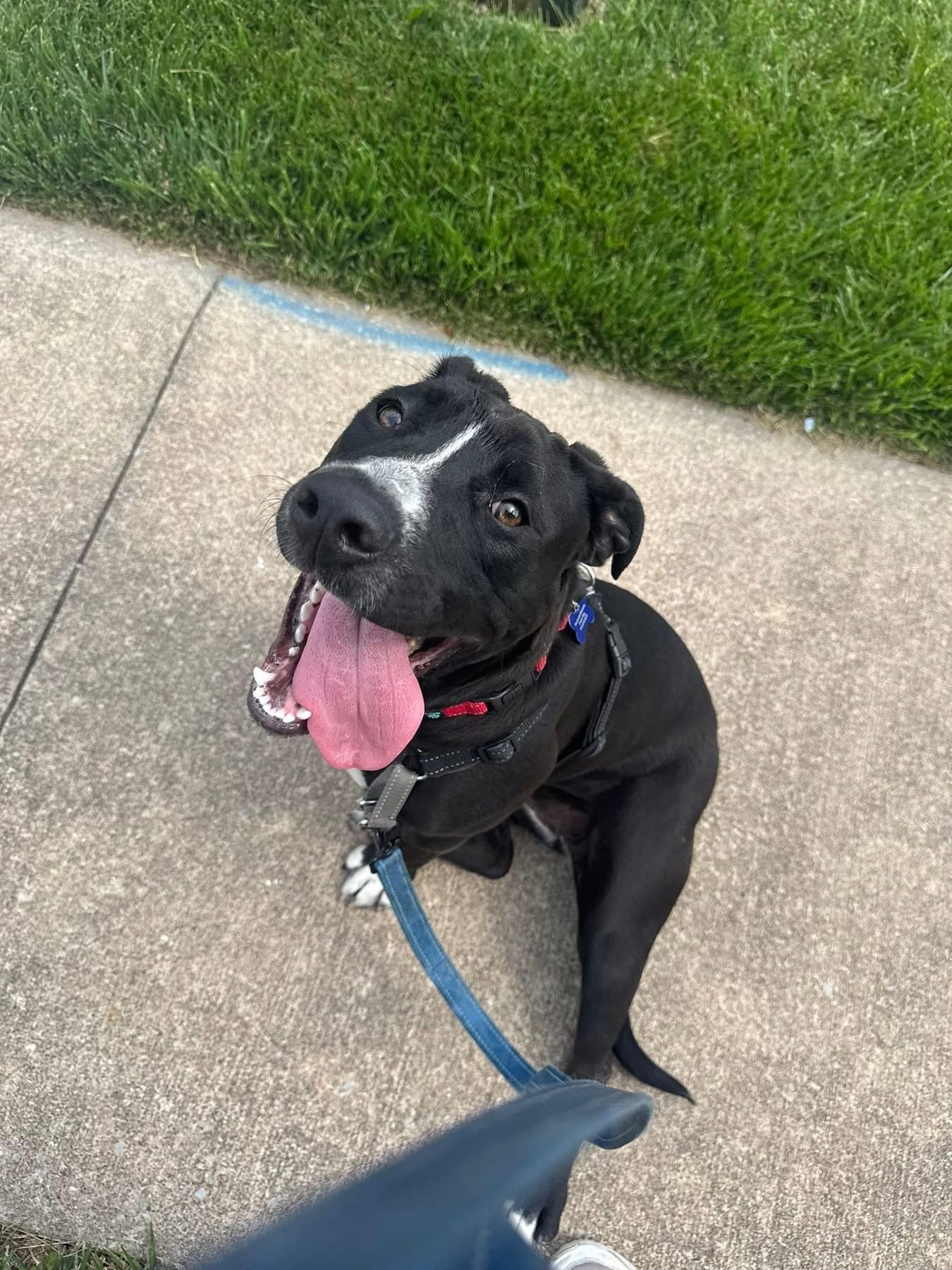 Priscilla, a ADOPTABLE mixed breed in Columbia, MO image 1/5