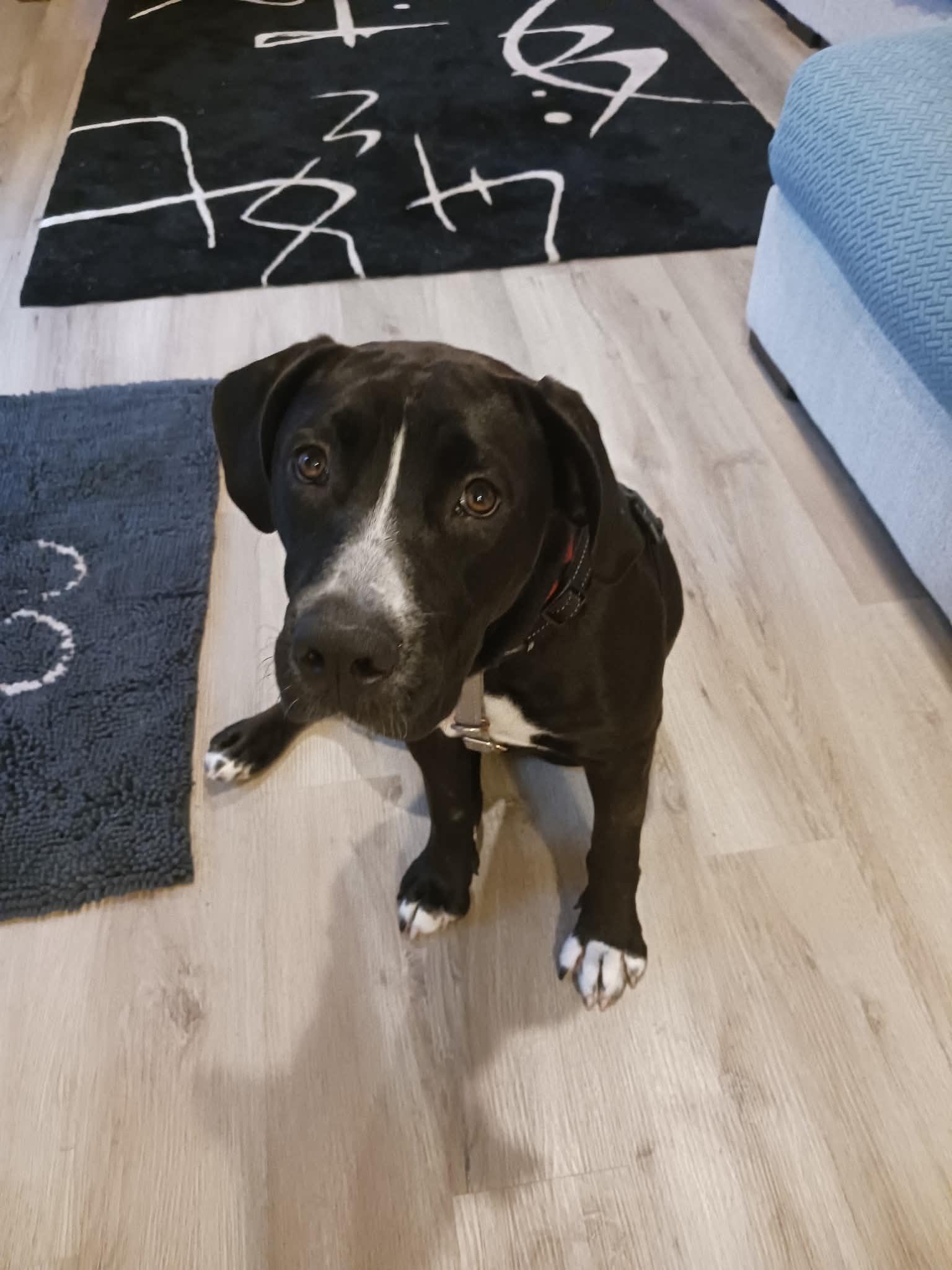 Enlarge Priscilla, a Adoptable mixed breed in Columbia, MO image 3/6