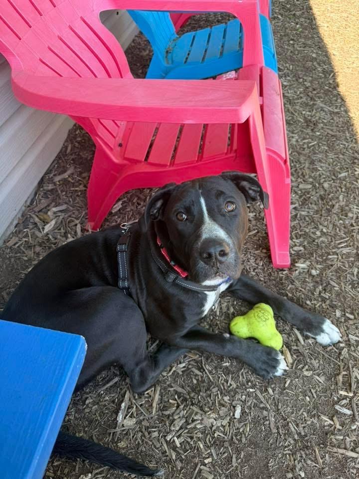 Priscilla, a ADOPTABLE mixed breed in Columbia, MO image 5/5