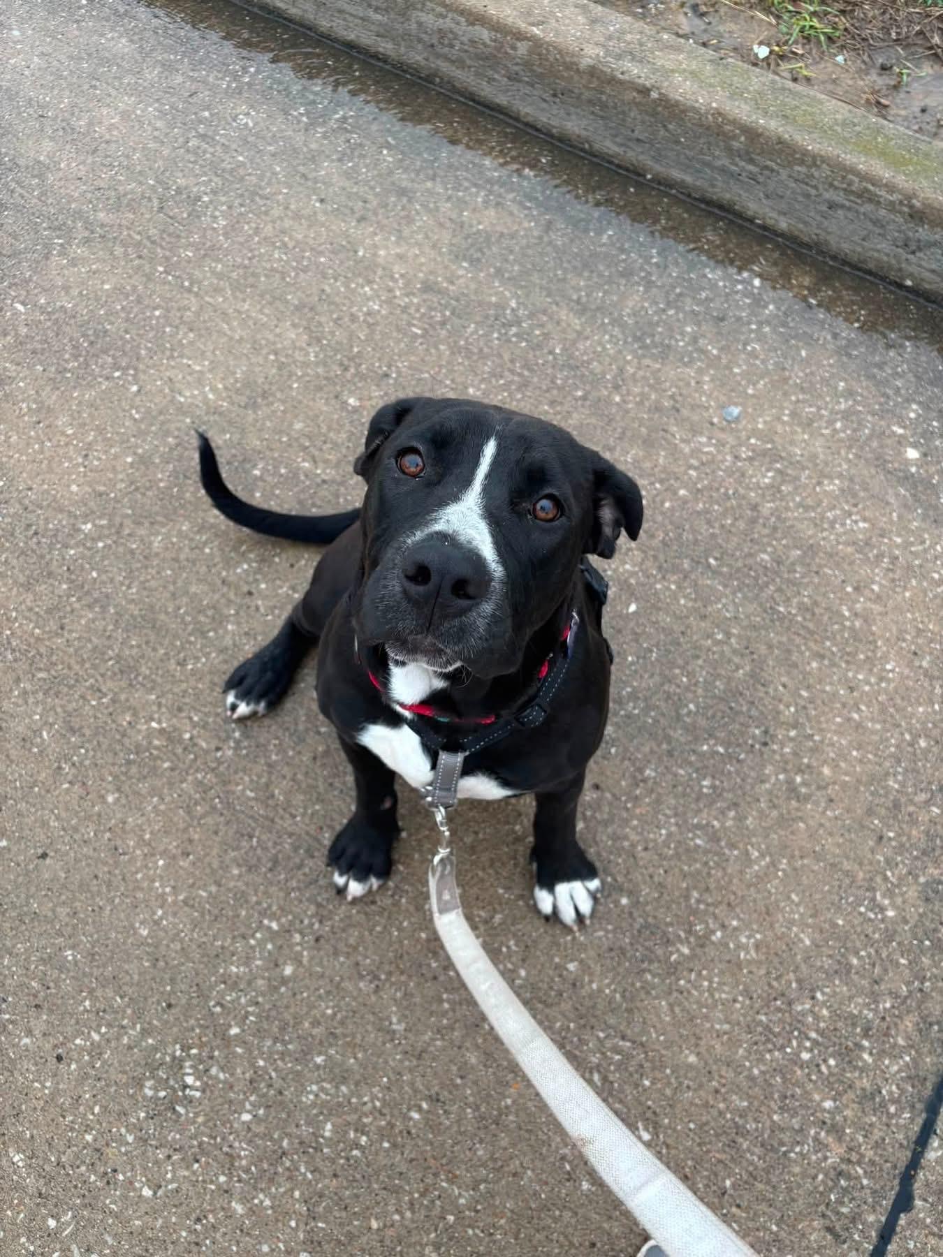 Priscilla, a ADOPTABLE mixed breed in Columbia, MO image 2/5