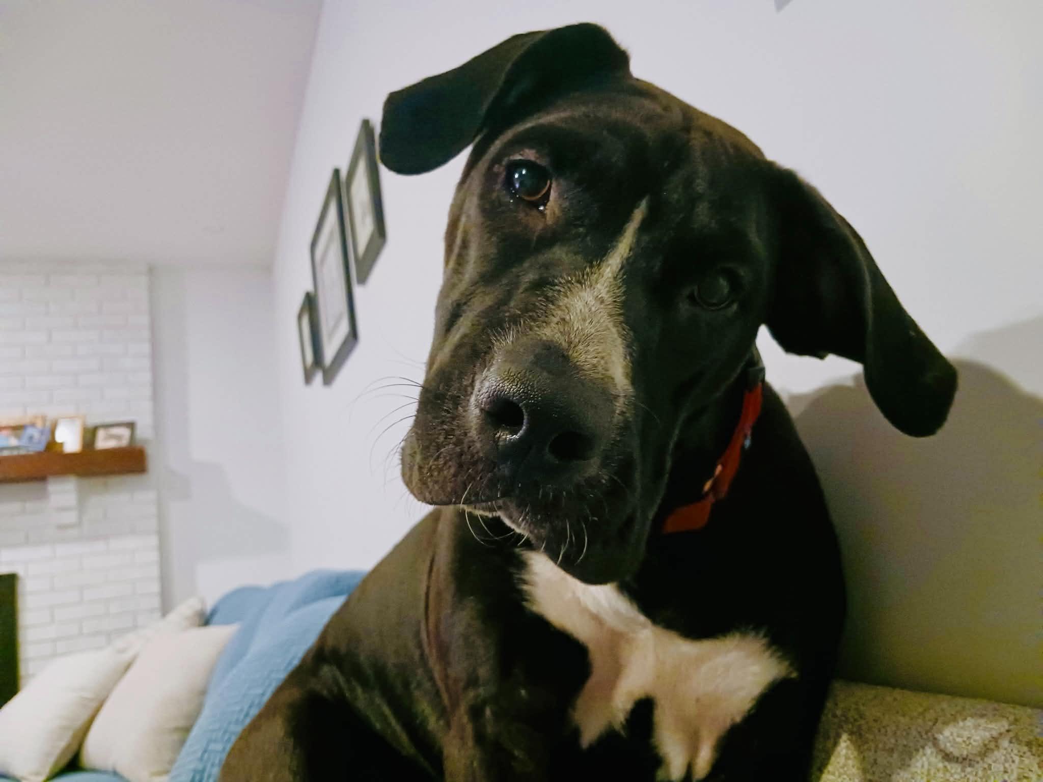 Enlarge Priscilla, a Adoptable mixed breed in Columbia, MO image 1/6