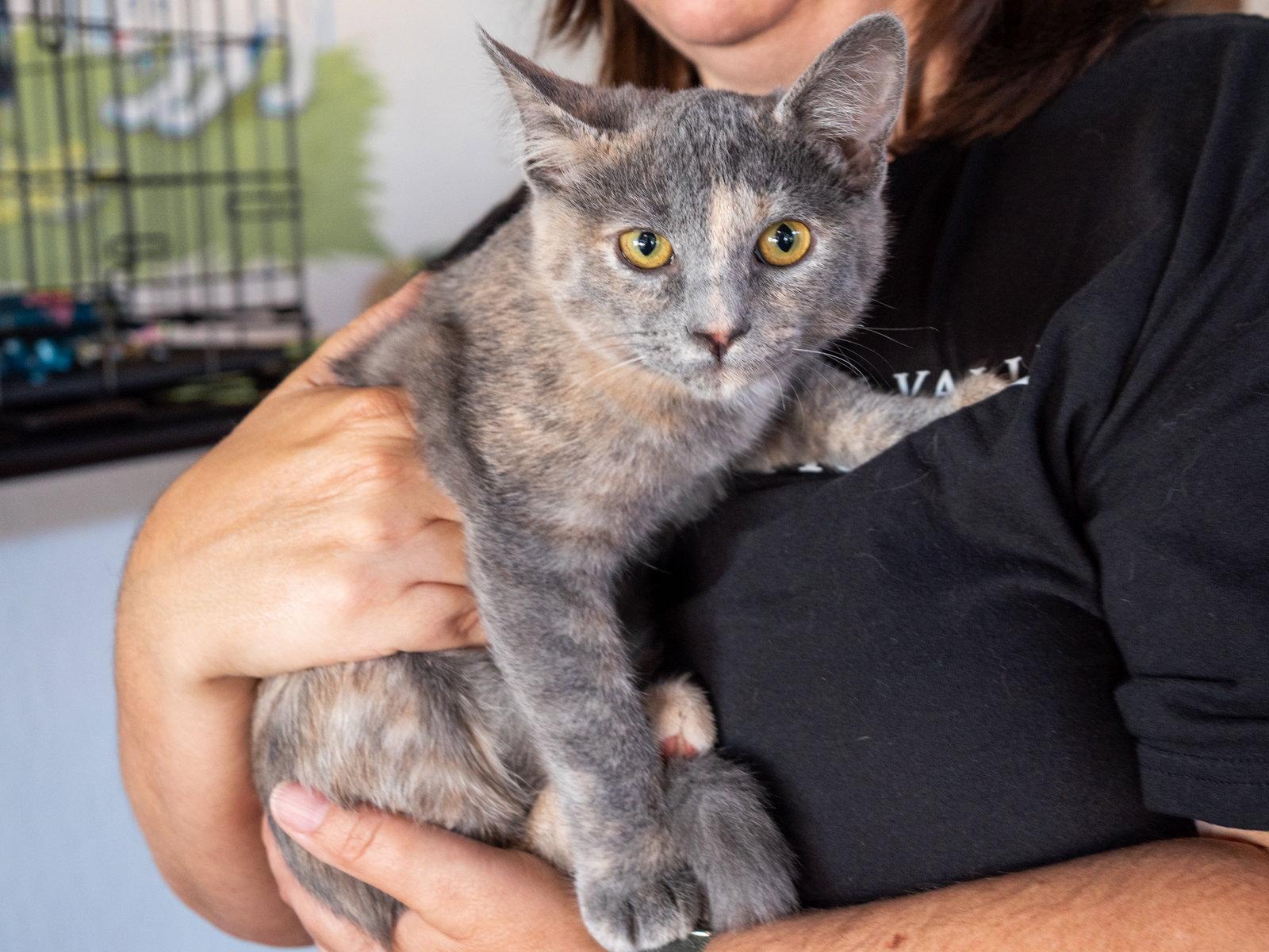 Liv, Adoptable, Young Female Dilute Tortoiseshell & Domestic Short Hair.