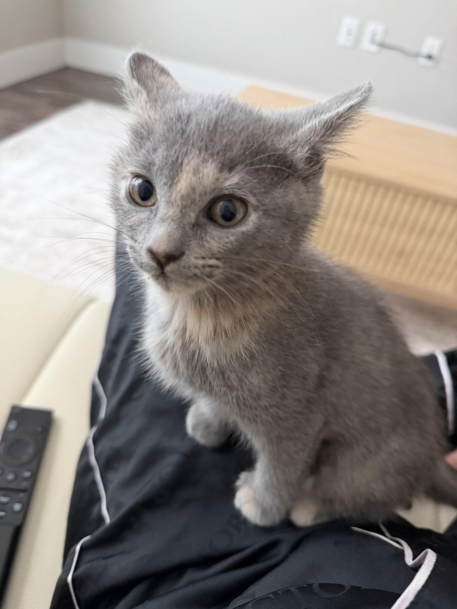Liv, Adoptable, Kitten Female Domestic Short Hair.