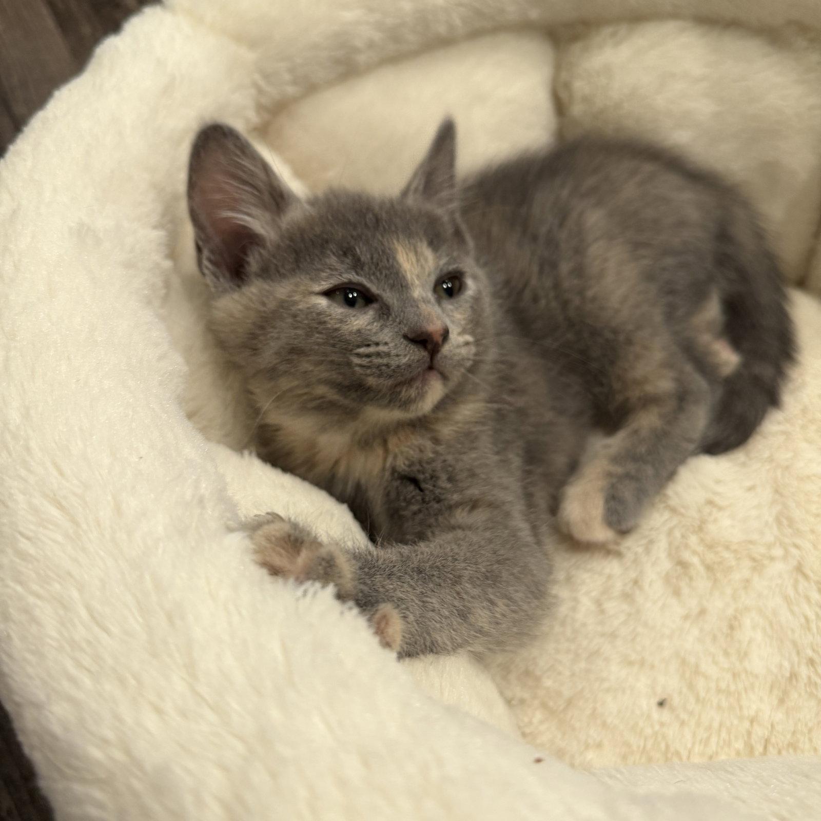 Enlarge Liv, a Adoptable Domestic Short Hair in San Jose, CA image 1/1