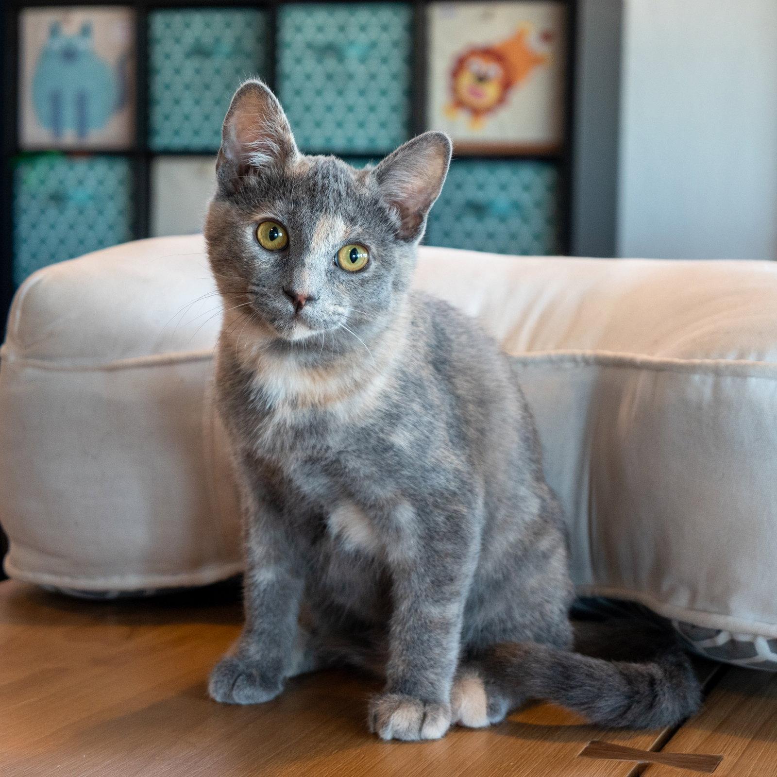 Enlarge Liv, a Adoptable mixed breed in San Jose, CA image 3/3