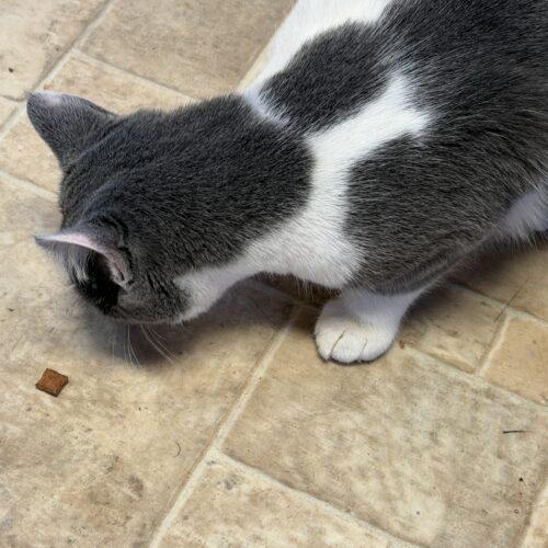 Tallie, Adoptable, Kitten Female Domestic Short Hair.