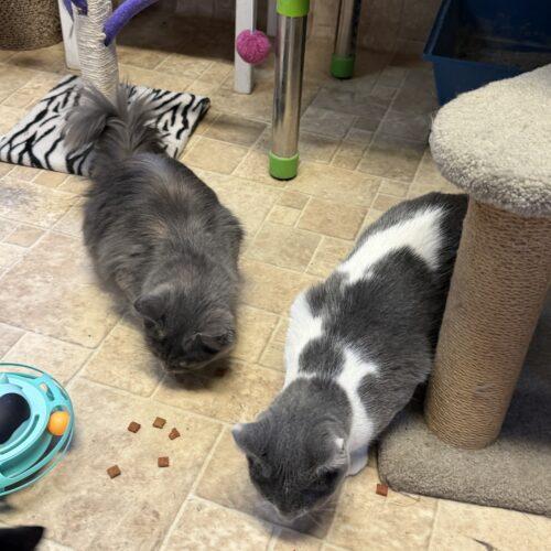 Enlarge Tallie, a Adoptable Domestic Short Hair in New Market, MN image 2/5