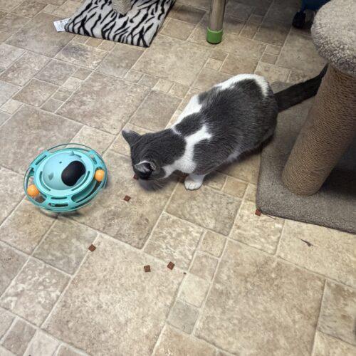 Tallie, Adoptable, Kitten Female Domestic Short Hair.