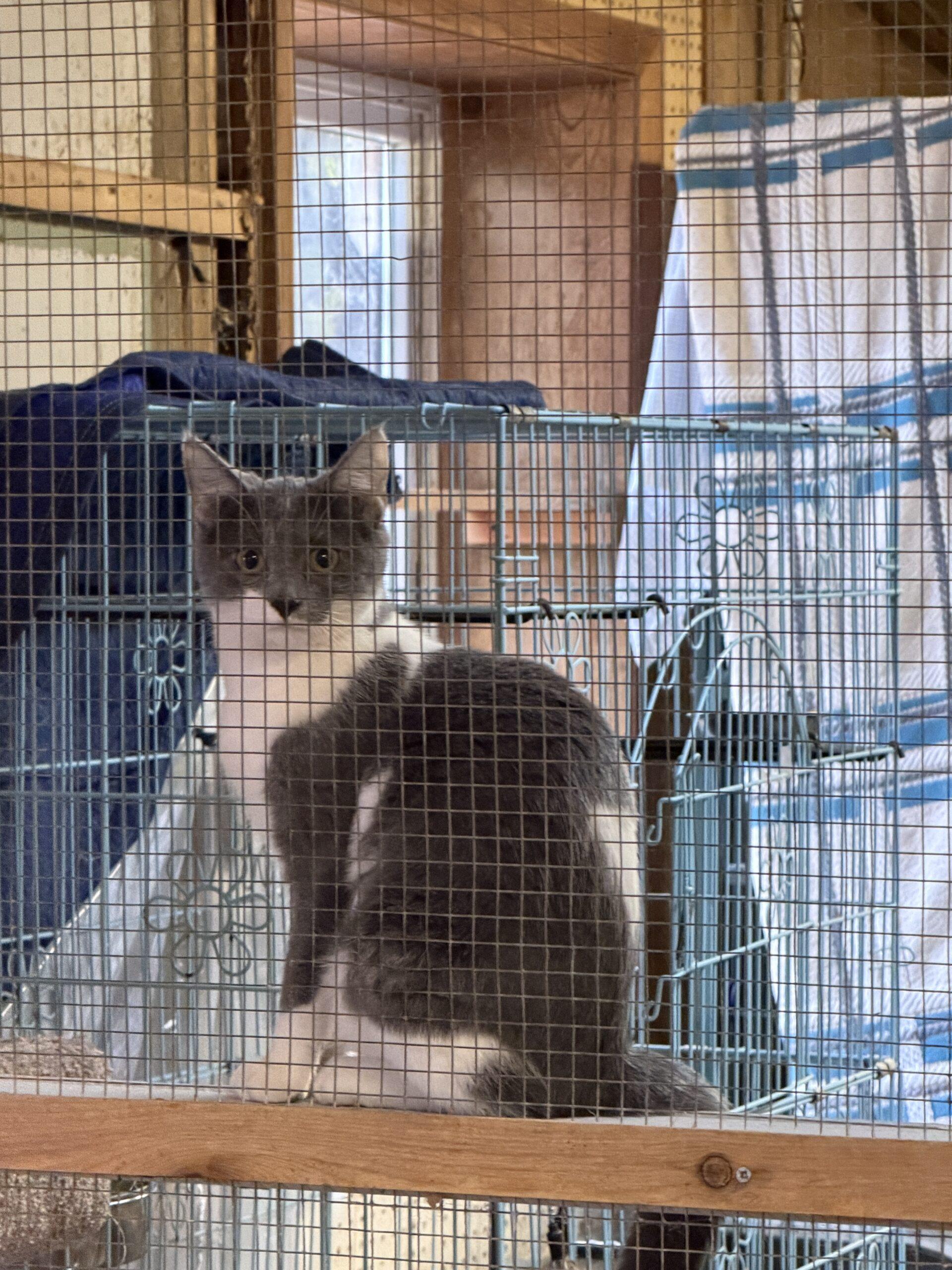 Enlarge Tallie, a Adoptable Domestic Short Hair in New Market, MN image 4/5