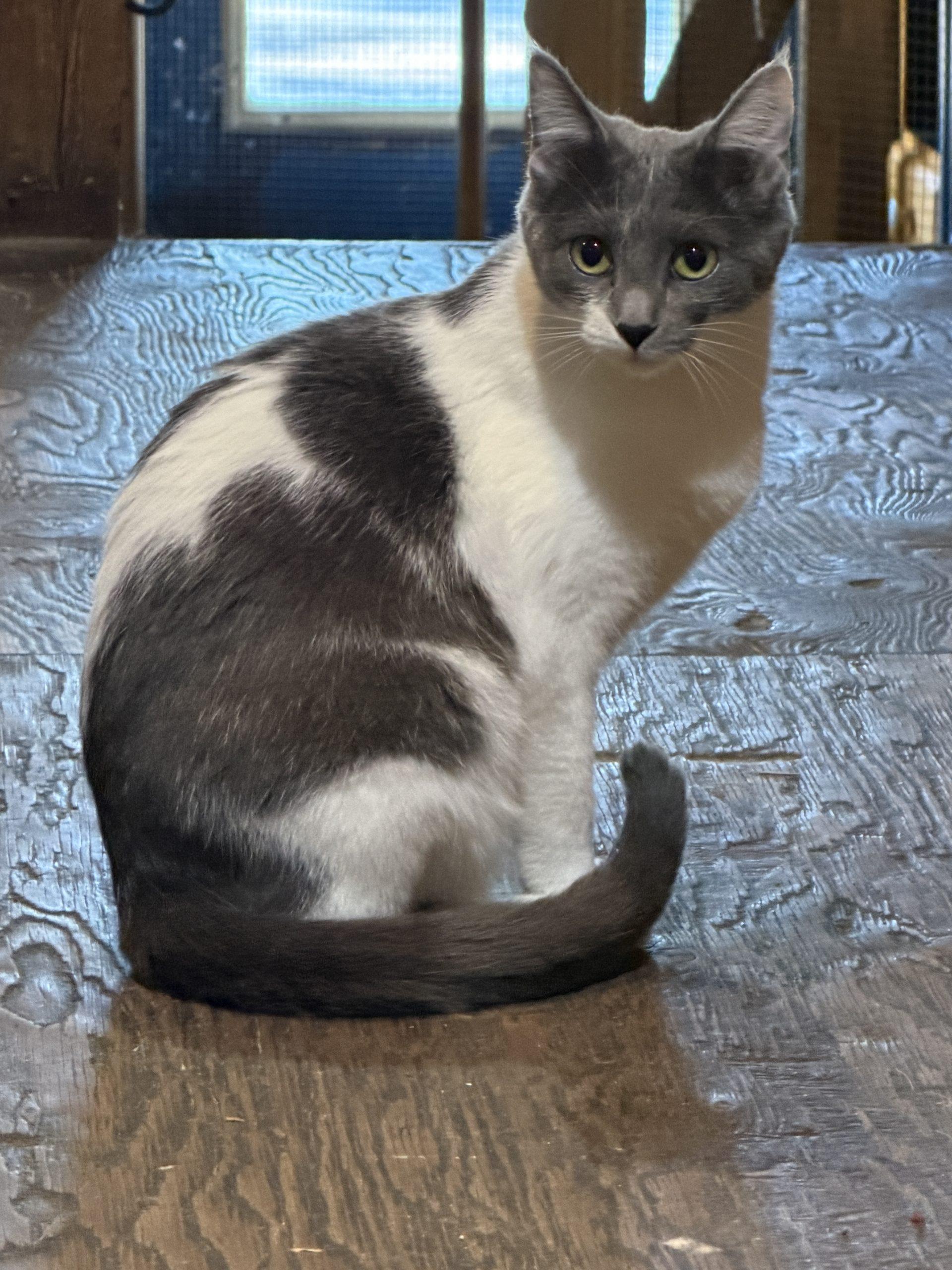 Tallie, a Adoptable Domestic Short Hair in New Market, MN image 1/5