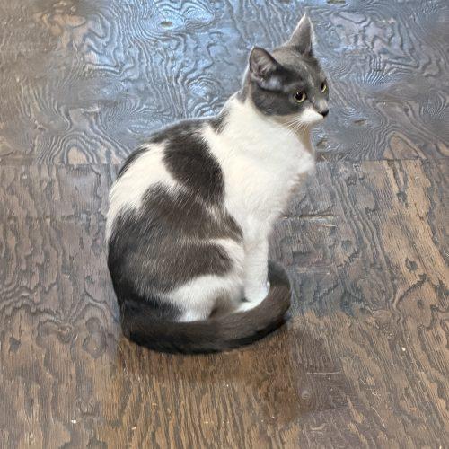 Tallie, a Adoptable Domestic Short Hair in New Market, MN image 1/5