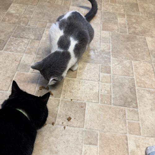 Enlarge Tallie, a Adoptable Domestic Short Hair in New Market, MN image 5/5