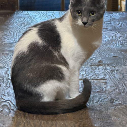 Tallie, a Adoptable Domestic Short Hair in New Market, MN image 2/6