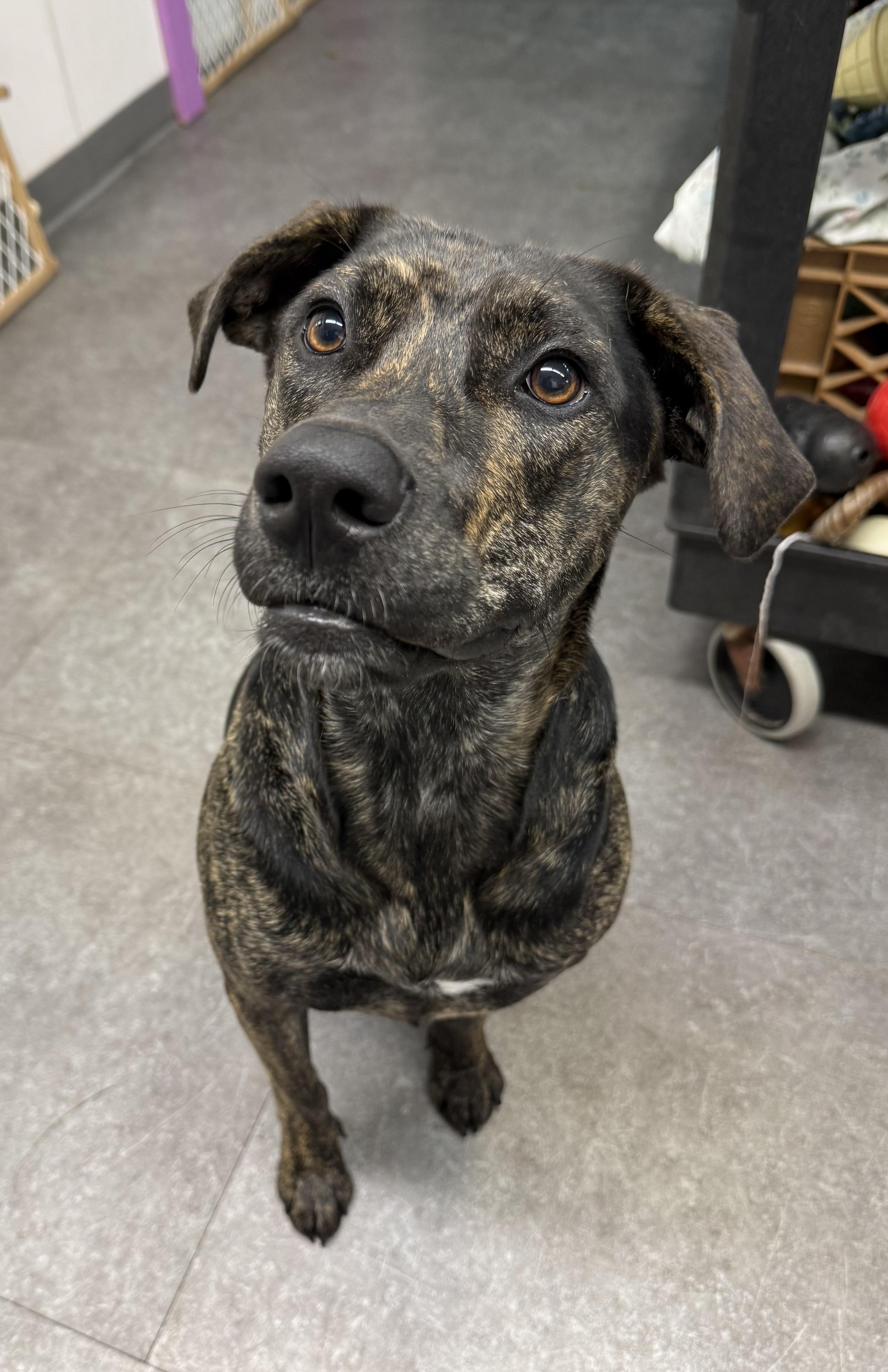 Bean, Adopted, Adult Female German Shepherd Dog & Black Labrador Retriever.